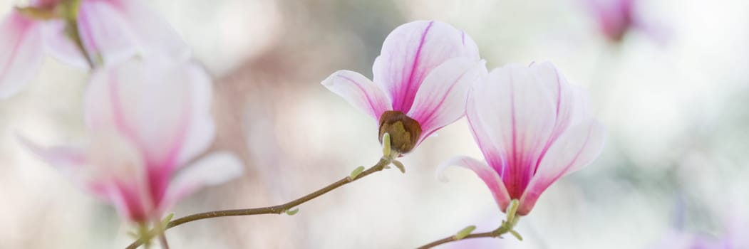 Magnolia flowers spring blossom
