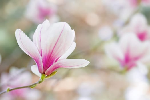 Magnolia flowers spring blossom