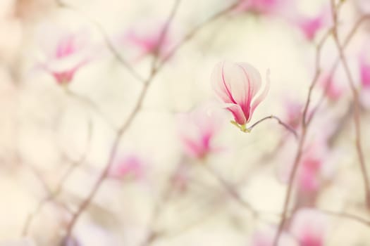 Magnolia flowers spring blossom