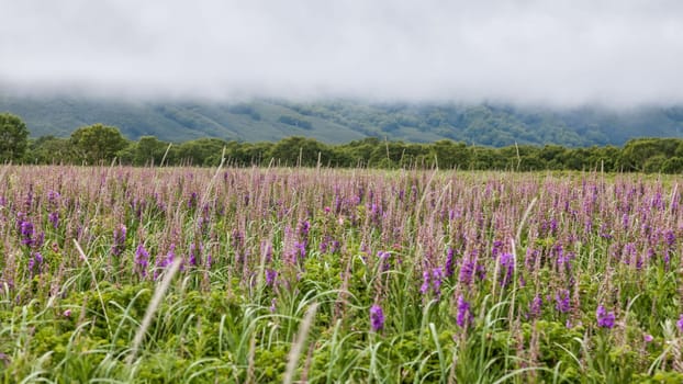 Flora of Kamchatka. Forests and fields. Nature of Kamchatka. Landscapes and magnificent views of the Kamchatka Peninsula.
