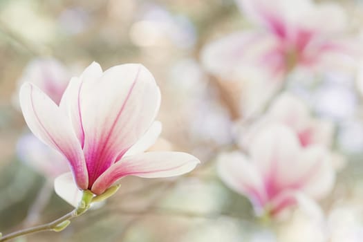 Magnolia flowers spring blossom