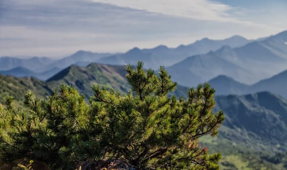 Flora of Kamchatka. Forests and fields. Nature of Kamchatka. Landscapes and magnificent views of the Kamchatka Peninsula.