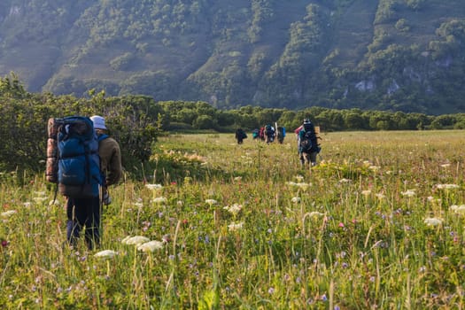 Flora of Kamchatka. Forests and fields. Nature of Kamchatka. Landscapes and magnificent views of the Kamchatka Peninsula.