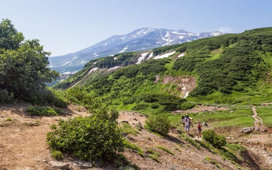 Flora of Kamchatka. Forests and fields. Nature of Kamchatka. Landscapes and magnificent views of the Kamchatka Peninsula.
