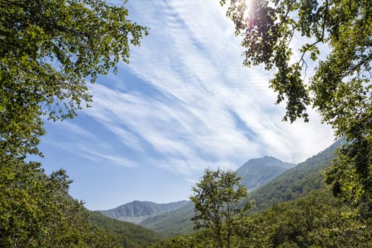 Flora of Kamchatka. Forests and fields. Nature of Kamchatka. Landscapes and magnificent views of the Kamchatka Peninsula.