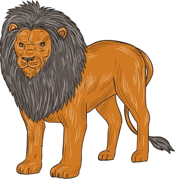 Drawing sketch style illustration of a lion standing hunting surveying for prey viewed from front on isolated white background.