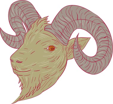 Drawing sketch style illustration of a mountain goat ram head looking to the side set on isolated white background. .