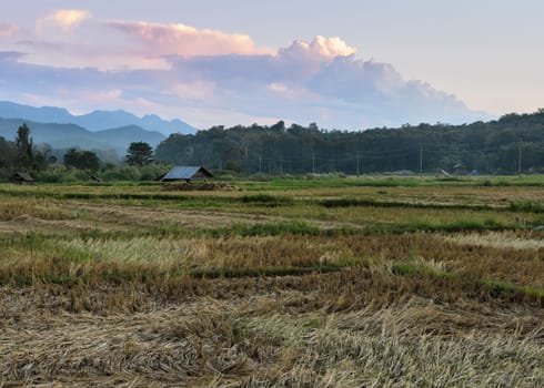 Asian countryside scenery of rice field after harvesting at sunset