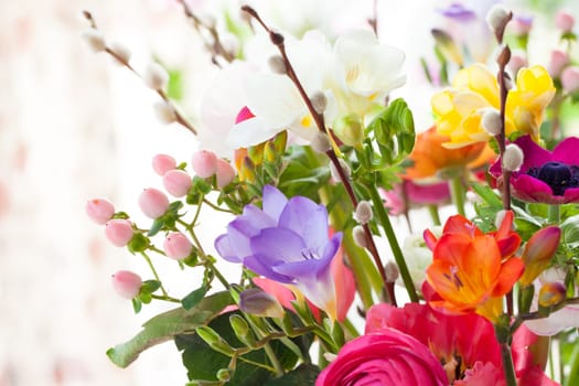 Various colourful flowers in Spring