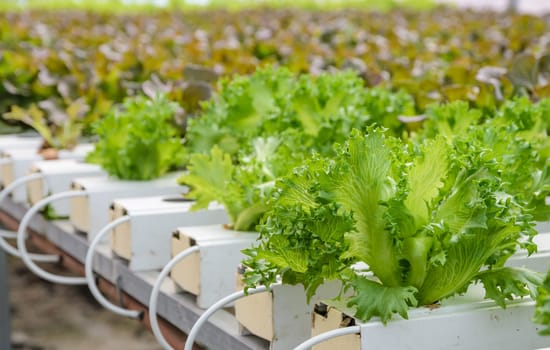 Hydroponic Fillie Iceburg leaf lettuce vegetables plantation in aquaponics system