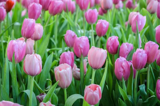 Beautiful pink tulip flowers field in the spring