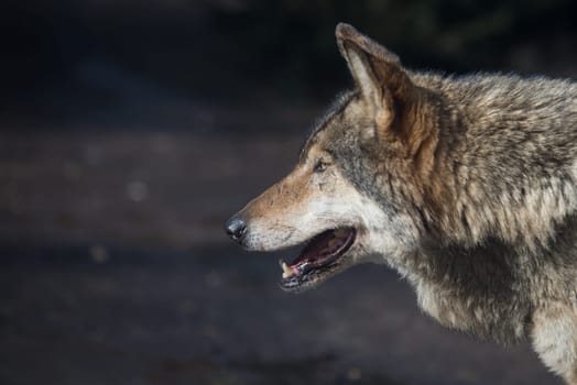 close up on single gray wolf head