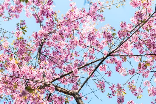 beautiful wild himalayan cherry flower (Prunus cerasoides).