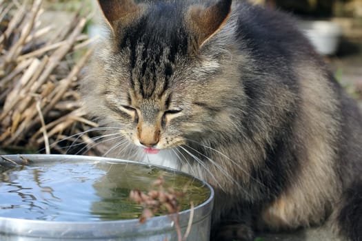 A Norwegian forest cat drinks in the garden from a rainwater bowl. A cat drinks rainwater