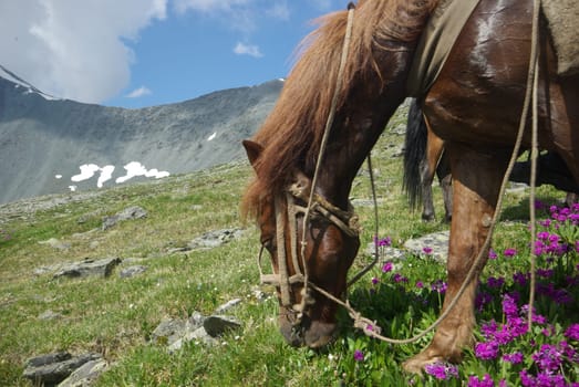 Horse among green grass in nature. Brown horse. Grazing horses in the village.
