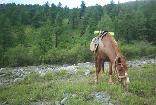 Horse among green grass in nature. Brown horse. Grazing horses in the village.