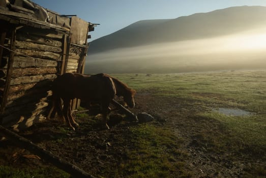Horse among green grass in nature. Brown horse. Grazing horses in the village.