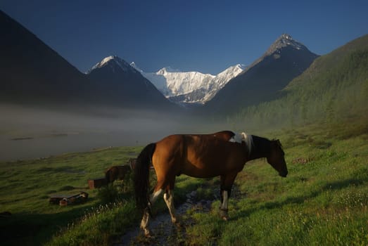 Horse among green grass in nature. Brown horse. Grazing horses in the village.