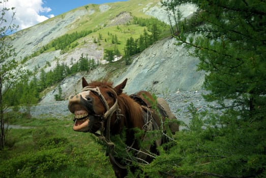 Horse among green grass in nature. Brown horse. Grazing horses in the village.