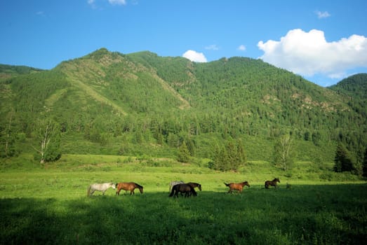 Horse among green grass in nature. Brown horse. Grazing horses in the village.