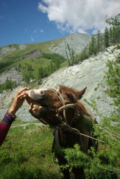 Horse among green grass in nature. Brown horse. Grazing horses in the village.