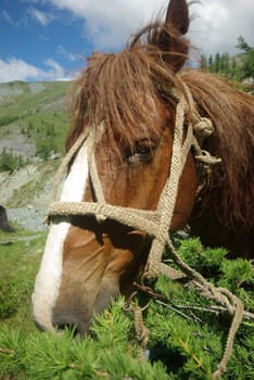 Horse among green grass in nature. Brown horse. Grazing horses in the village.