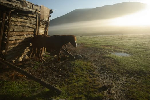 Horse among green grass in nature. Brown horse. Grazing horses in the village.