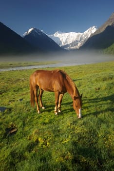 Horse among green grass in nature. Brown horse. Grazing horses in the village.