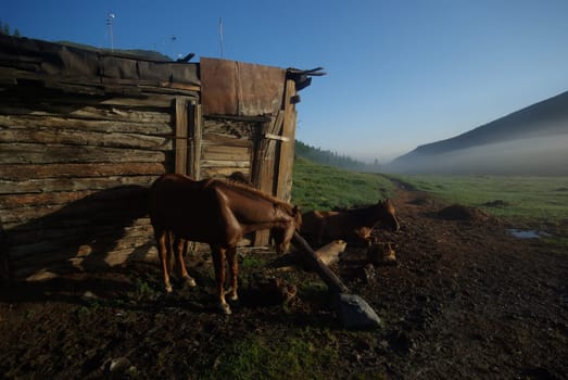 Horse among green grass in nature. Brown horse. Grazing horses in the village.