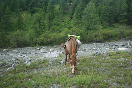 Horse among green grass in nature. Brown horse. Grazing horses in the village.