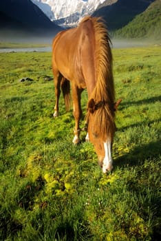 Horse among green grass in nature. Brown horse. Grazing horses in the village.