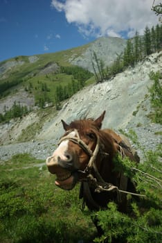 Horse among green grass in nature. Brown horse. Grazing horses in the village.