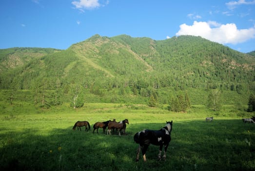 Horse among green grass in nature. Brown horse. Grazing horses in the village.
