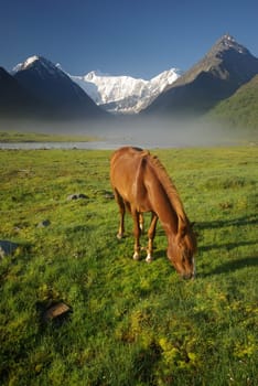 Horse among green grass in nature. Brown horse. Grazing horses in the village.