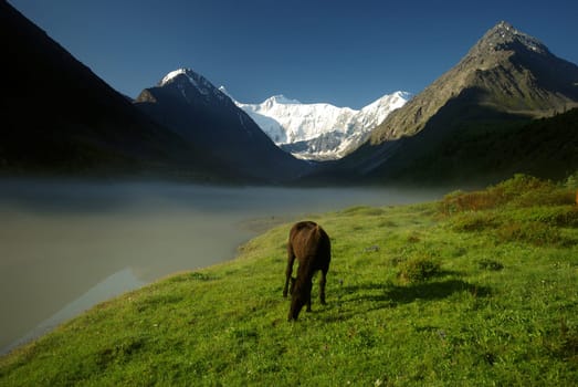 Horse among green grass in nature. Brown horse. Grazing horses in the village.