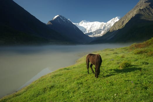 Horse among green grass in nature. Brown horse. Grazing horses in the village.