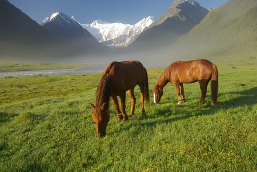 Horse among green grass in nature. Brown horse. Grazing horses in the village.
