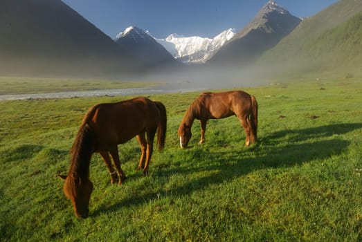 Horse among green grass in nature. Brown horse. Grazing horses in the village.