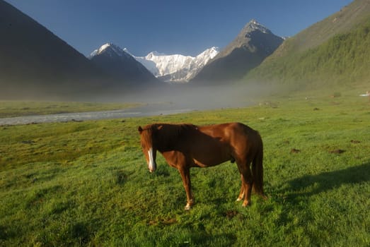 Horse among green grass in nature. Brown horse. Grazing horses in the village.