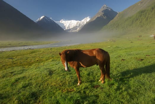 Horse among green grass in nature. Brown horse. Grazing horses in the village.