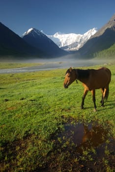 Horse among green grass in nature. Brown horse. Grazing horses in the village.