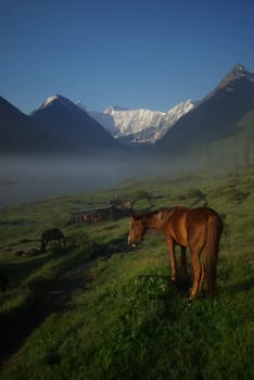 Horse among green grass in nature. Brown horse. Grazing horses in the village.