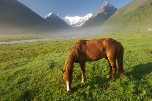 Horse among green grass in nature. Brown horse. Grazing horses in the village.