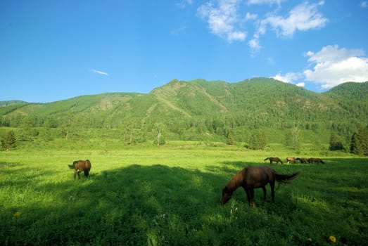 Horse among green grass in nature. Brown horse. Grazing horses in the village.