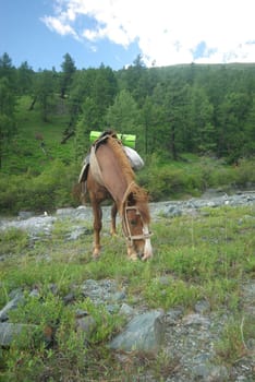Horse among green grass in nature. Brown horse. Grazing horses in the village.