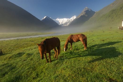 Horse among green grass in nature. Brown horse. Grazing horses in the village.