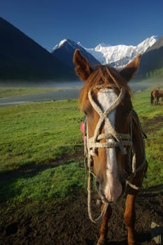 Horse among green grass in nature. Brown horse. Grazing horses in the village.