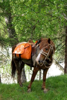 Horse among green grass in nature. Brown horse. Grazing horses in the village.