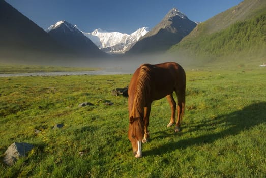 Horse among green grass in nature. Brown horse. Grazing horses in the village.