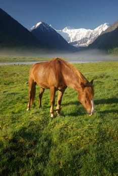 Horse among green grass in nature. Brown horse. Grazing horses in the village.